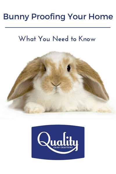 Bunny Proofing Your Home: What You Need to Know