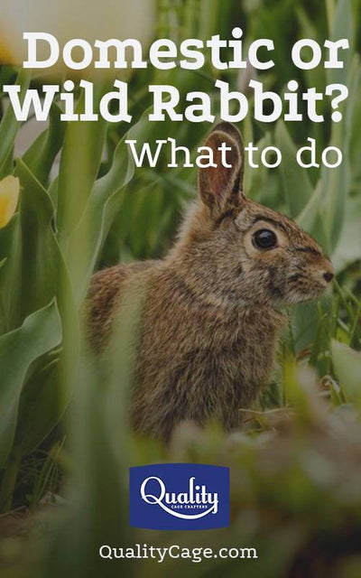 Wild or Domestic Rabbit